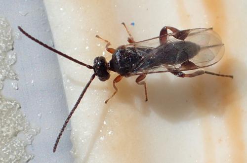 Réf. 225 820 : Microgastrinae inconnu